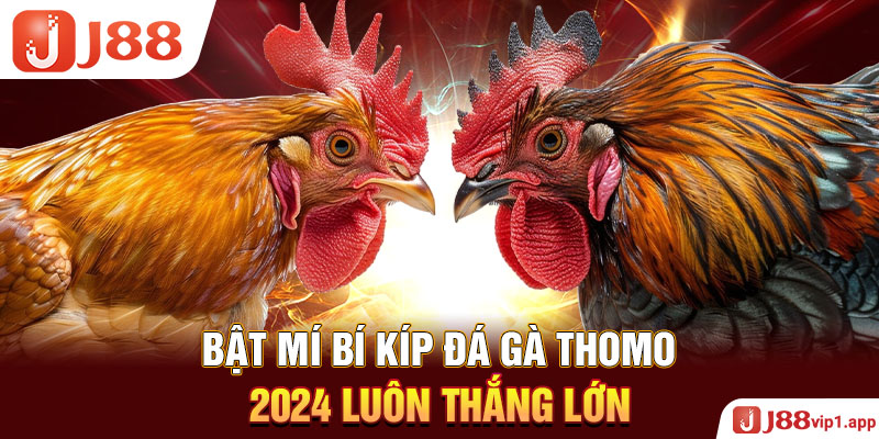 Bật mí bí kíp đá gà Thomo 2024 luôn thắng lớn